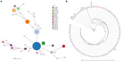 Genes associated with fitness and disease severity in the pan-genome of mastitis-associated Escherichia coli